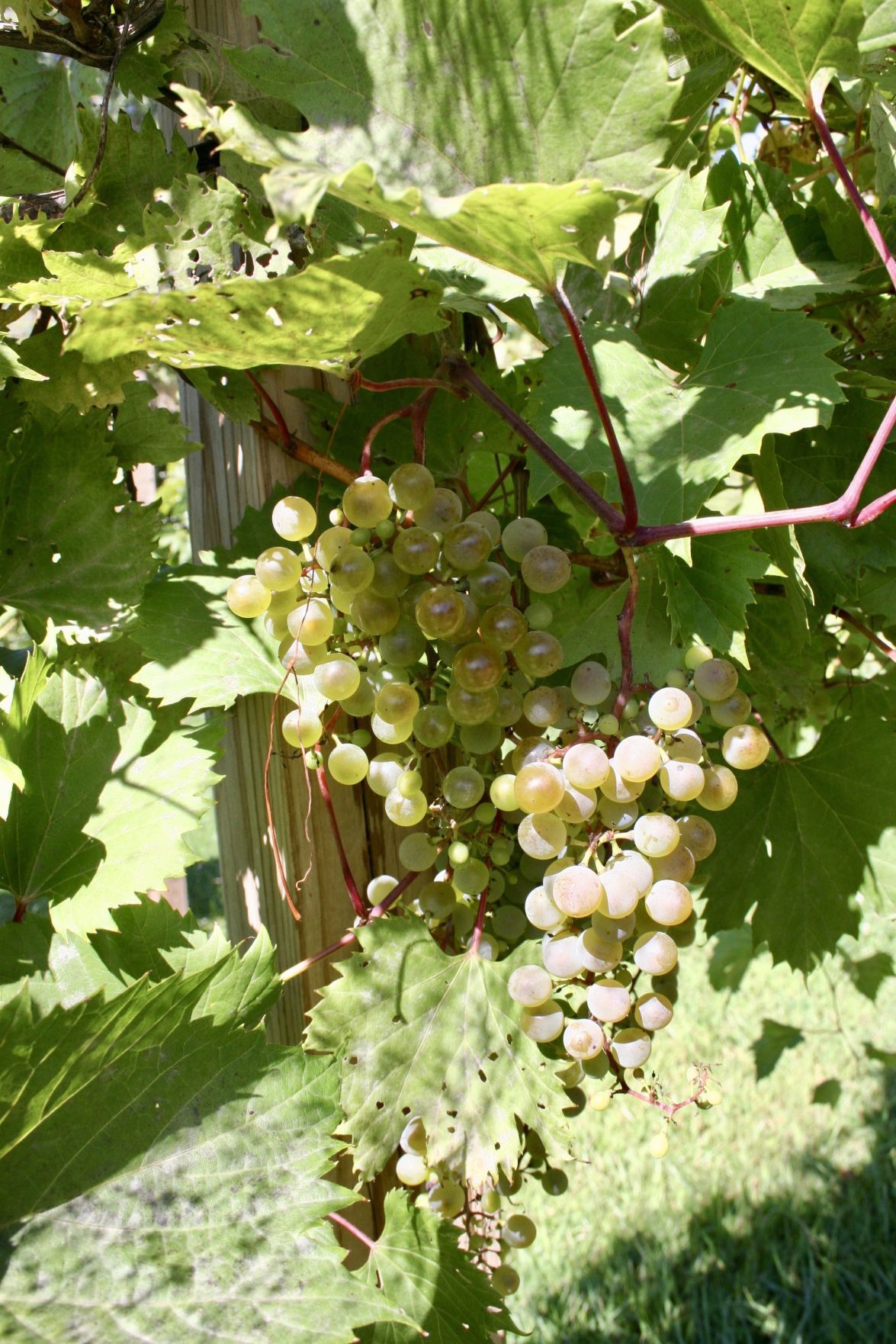 Grapes